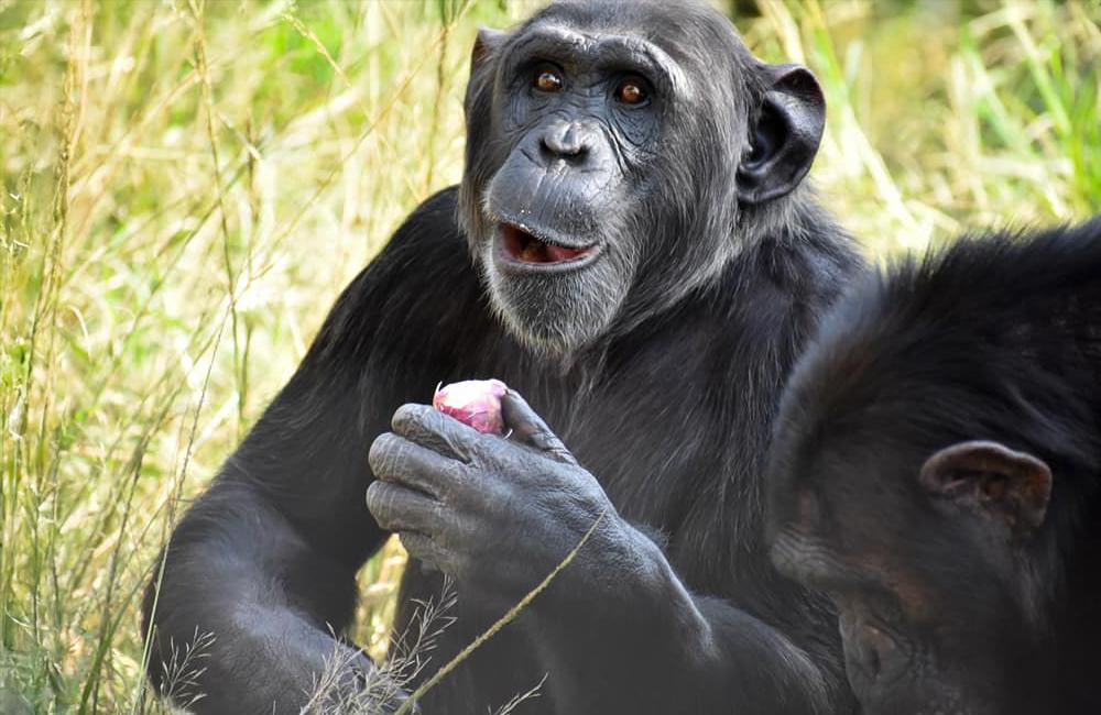 What Do Chimpanzees Eat?
