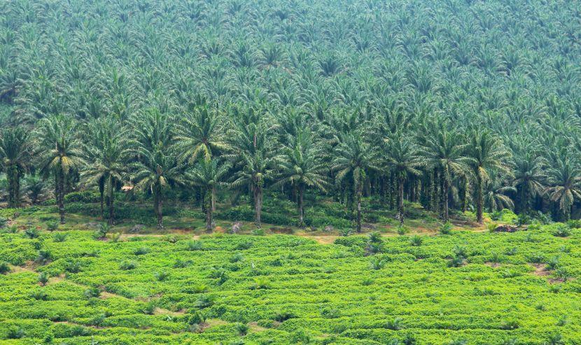 palm oil plantation