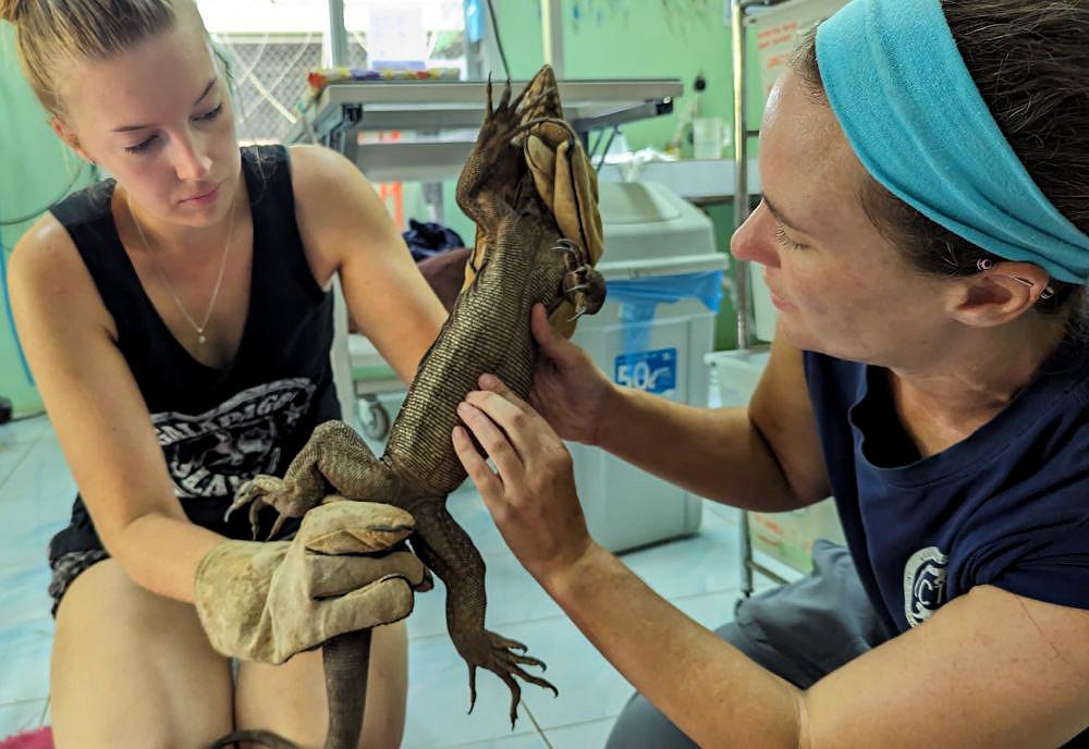 Laos Wildlife Sanctuary Receives Confiscated Reptiles