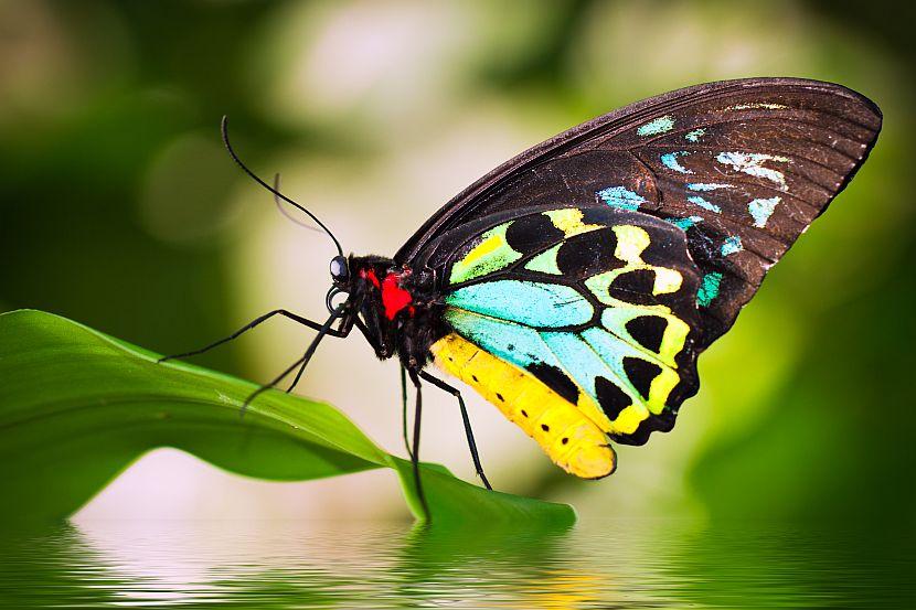 Cairns Butterfly