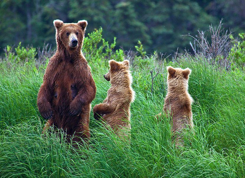 Bears in Alaska