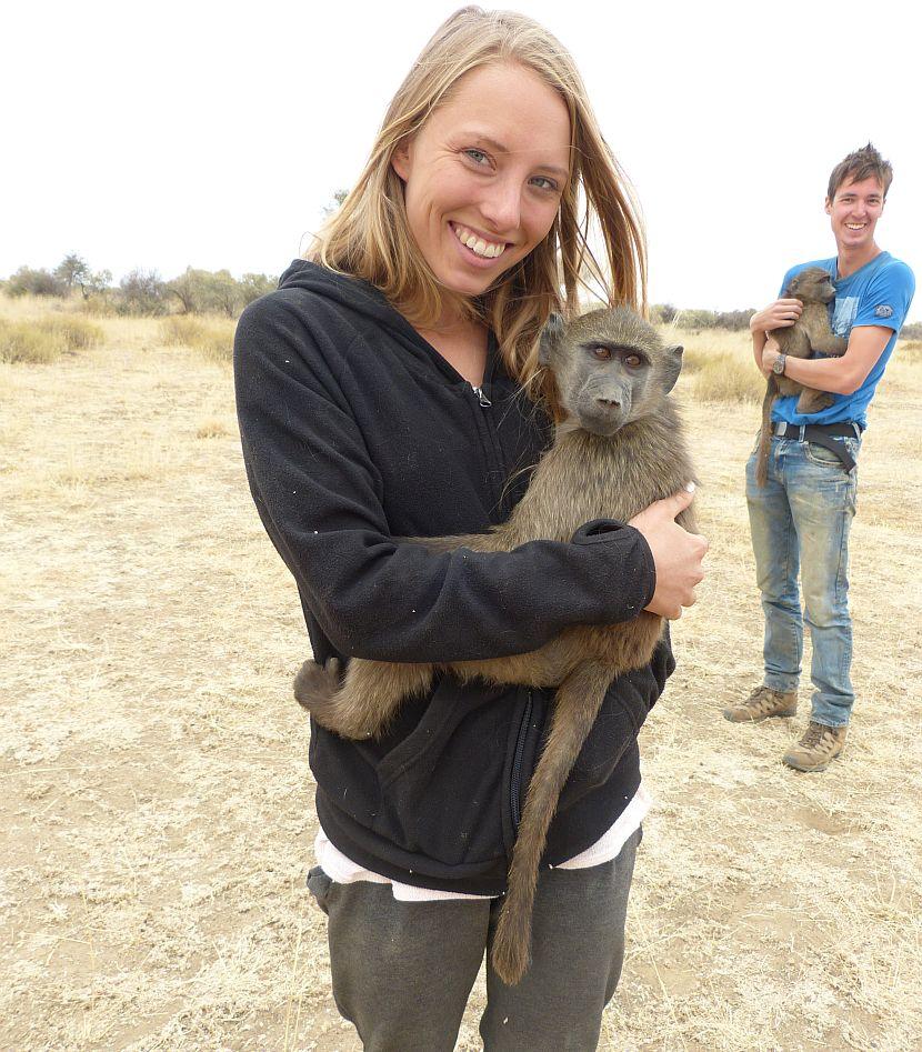 Namibia Baboon