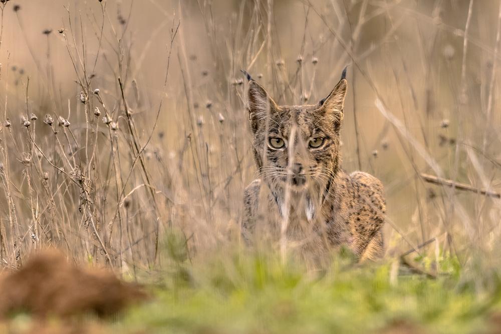 Iberian Lynx