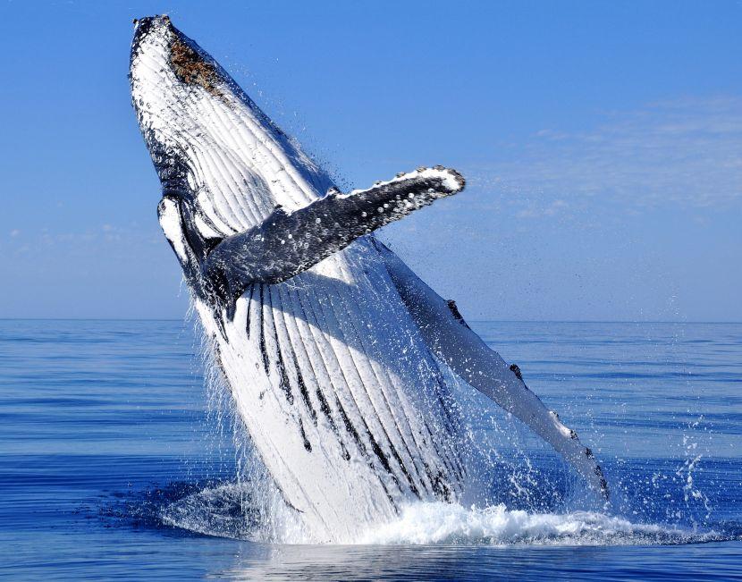 humpback whale 