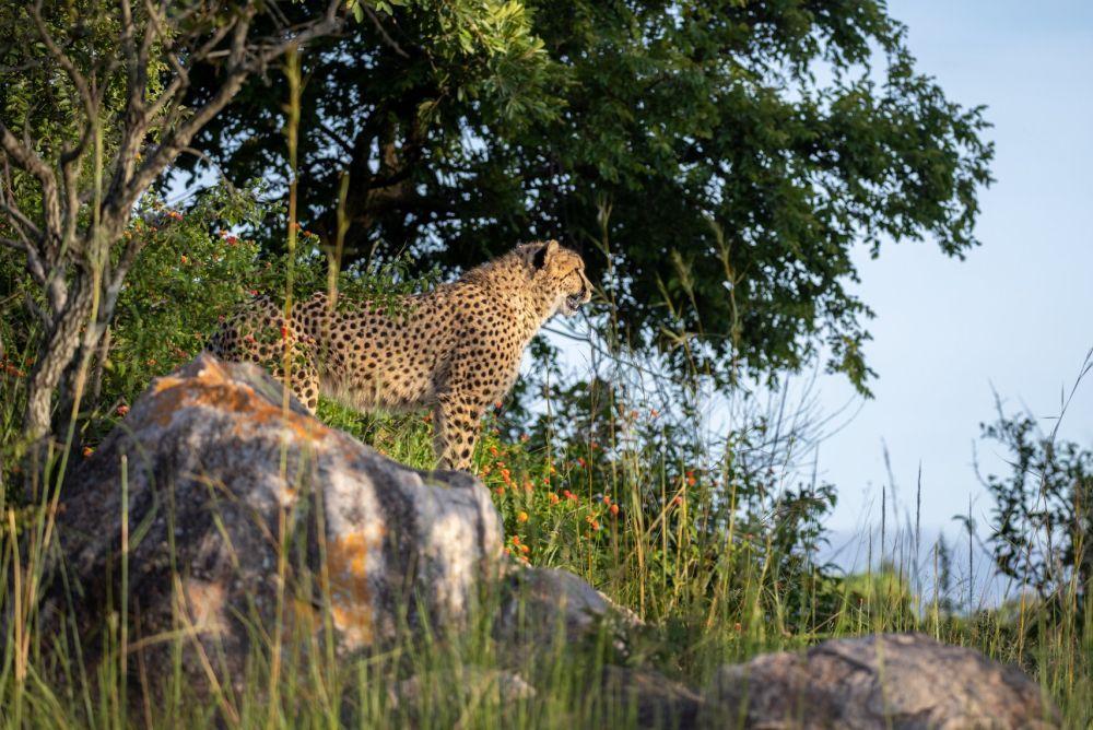 Captive-born Cheetah Successfully Rewilded from Canada to Africa