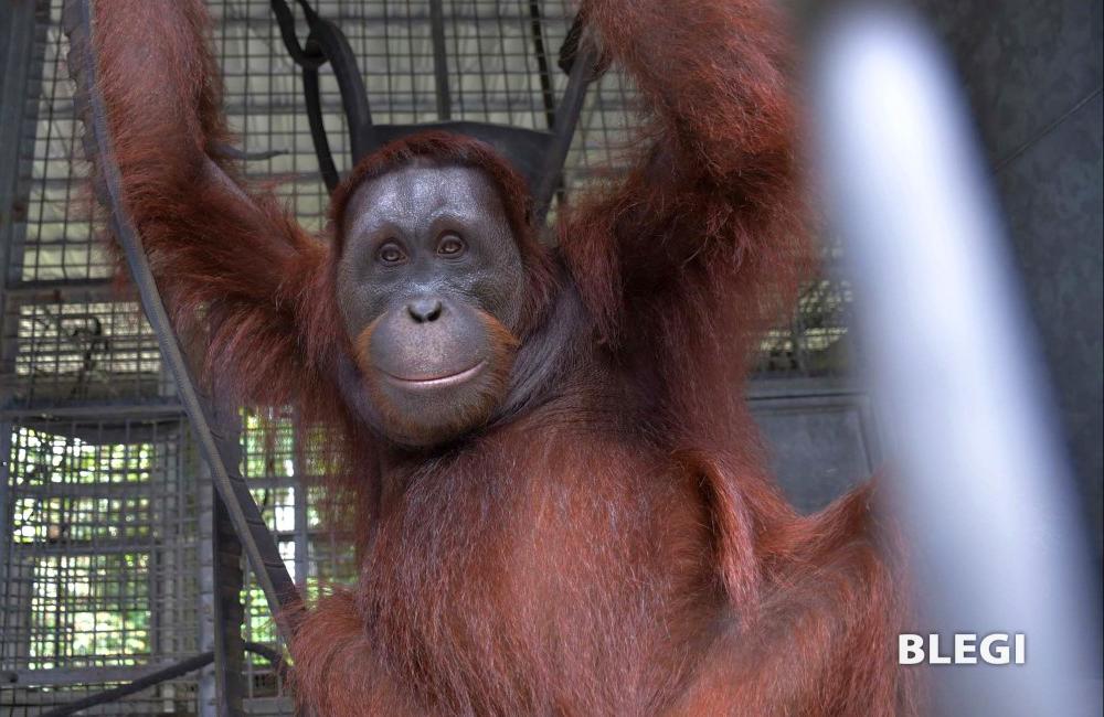 Blegi the Orangutan - Nyaru Orangutan Orangutan Sanctuary Release Candidate