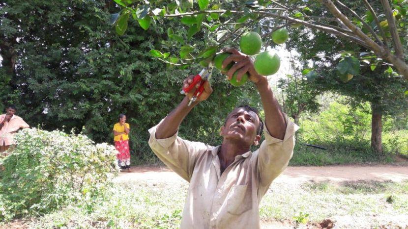 The Great Elephant Project Uses Oranges To Avoid Elephant Raids On Villages