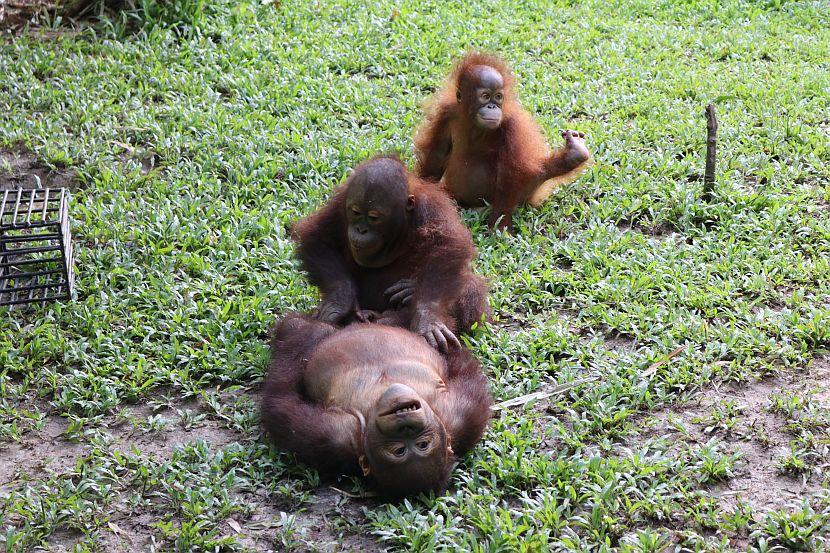 Three baby orangutans playing