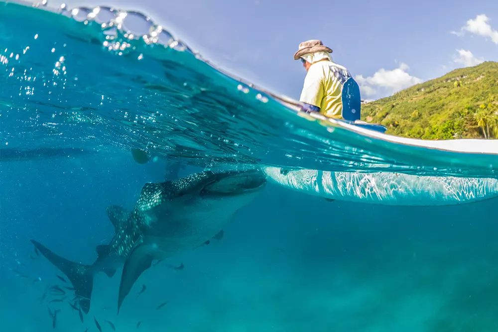 Mozambican Marine Conservation Project