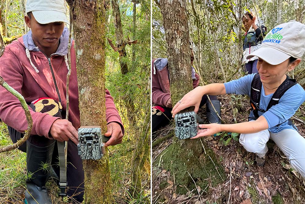 Setting Camera Traps