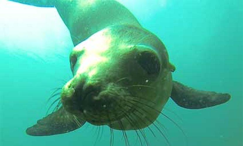 Playful seal