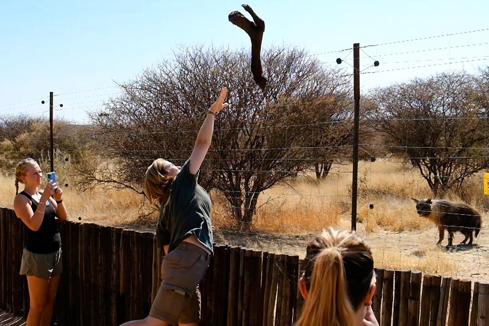 Volunteers Feeding Animals - Wildlife Sanctuary Volunteering