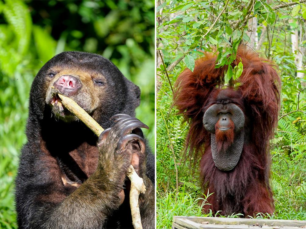 Sun Bear & Orangutan at Samboja Lestari