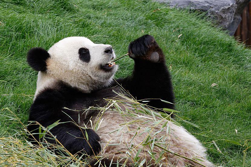 Panda Eating