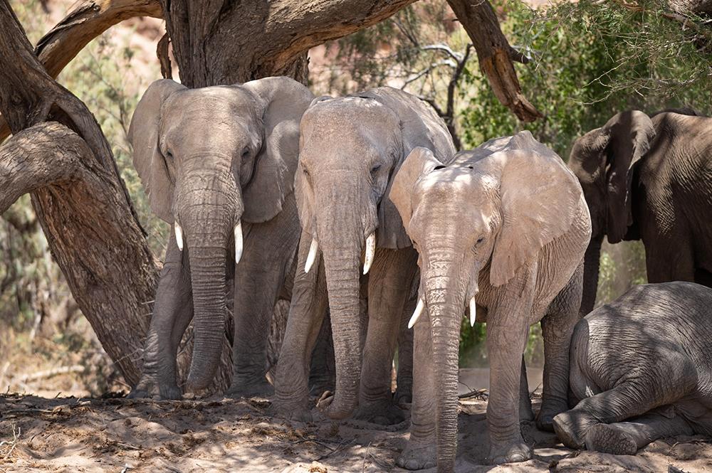 After Mathilda - The Dutchess, Roo & Joy - Desert Elephants in Namibia