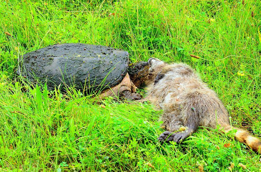 Snapping Turtle Eating