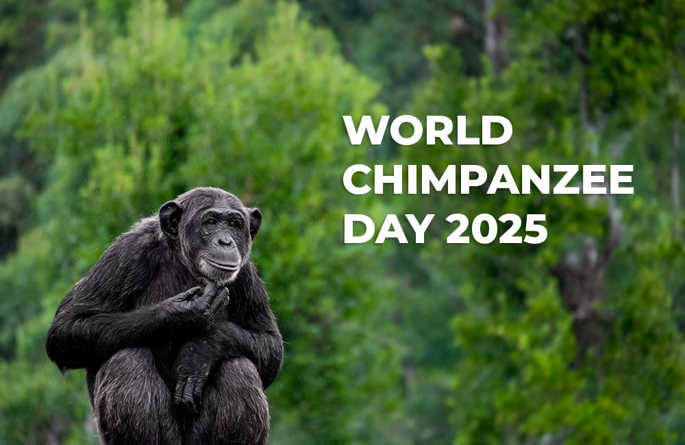 World Chimpanzee Day