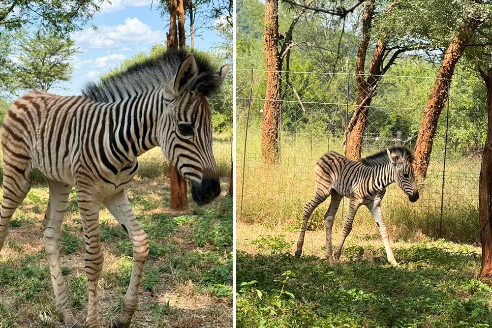 Baby Zebra Rescued at SanWild Sanctuary