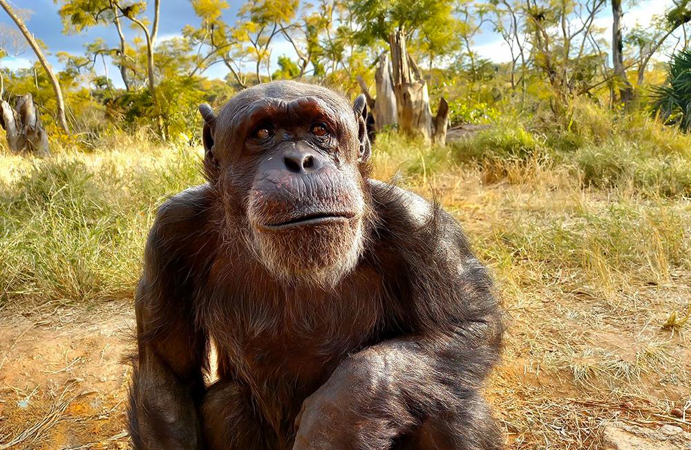 Joao - The World's Oldest Chimpanzee
