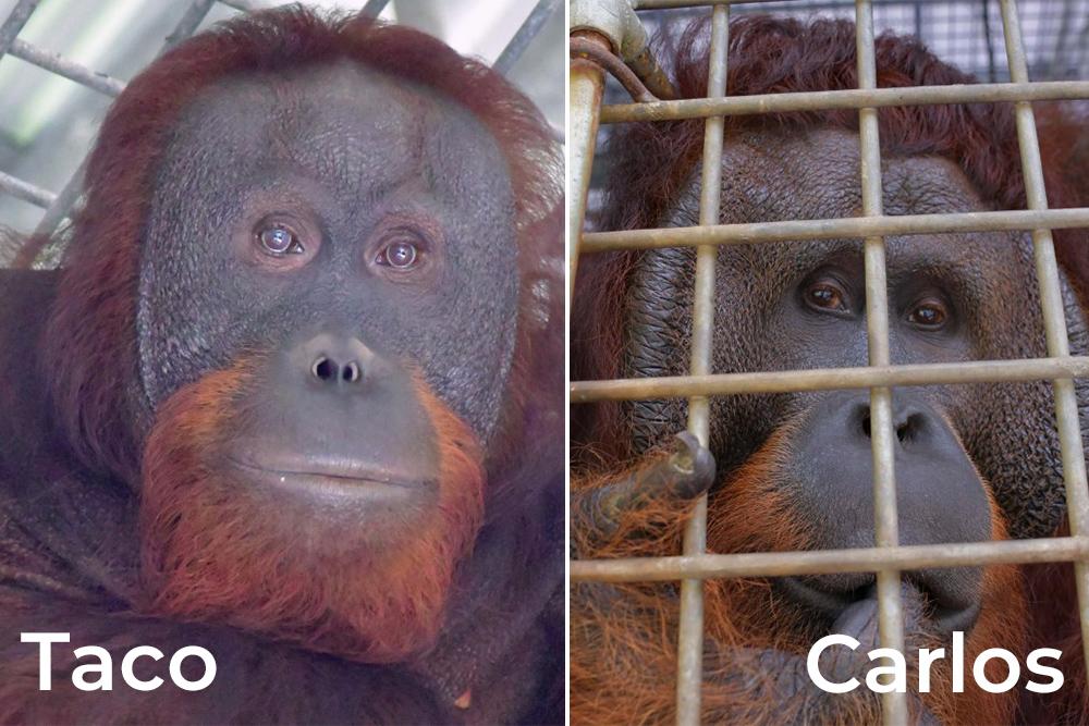 Taco and Carlos Orangutans 