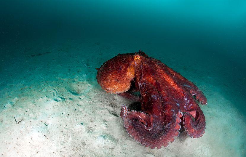 Giant pacific octopus