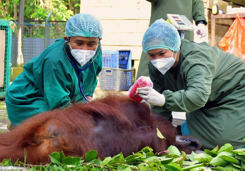 Vets and Technicians Preparing Orangutans for Release