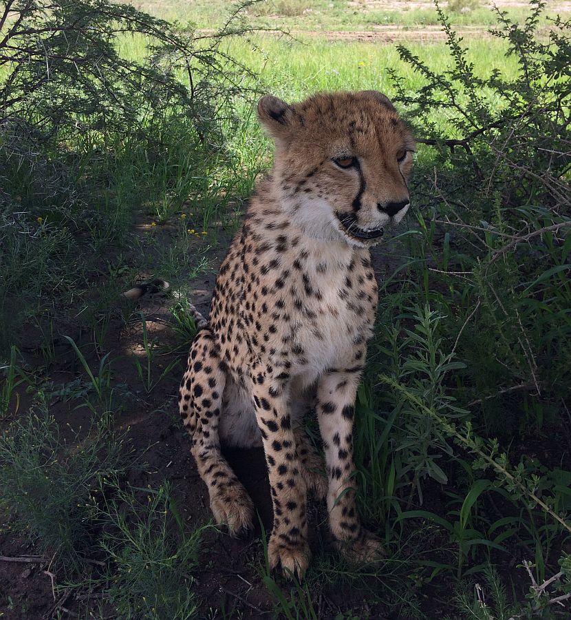 Big cat in Namibia