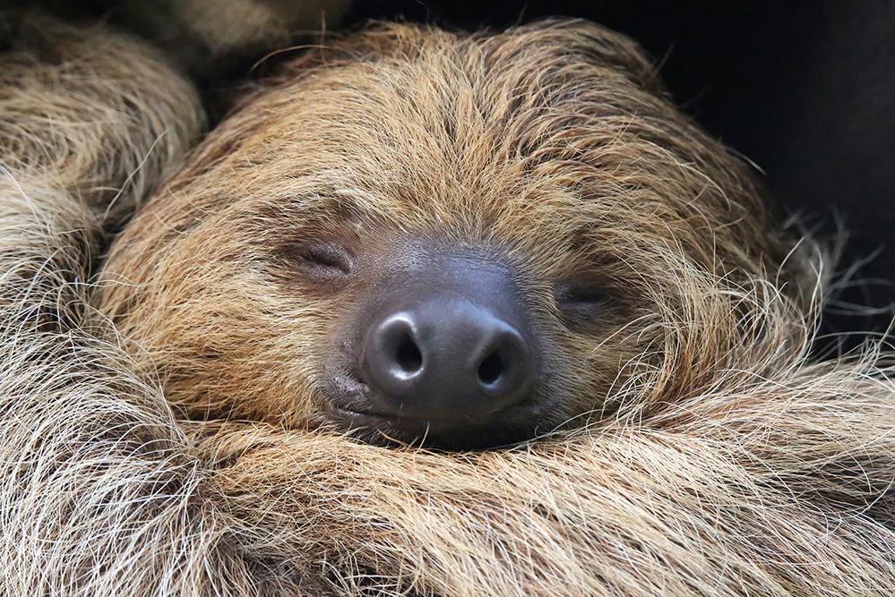 Sloth Conservation & Wildlife Experience