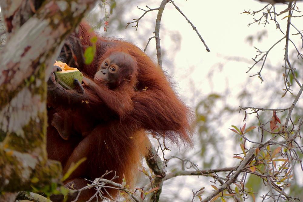 Mum and Baby Orangutan on Island