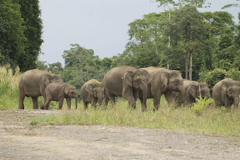 Pygmy Elephants