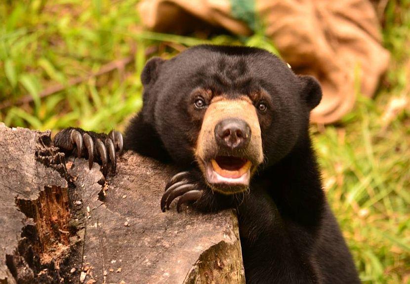 Sun Bear