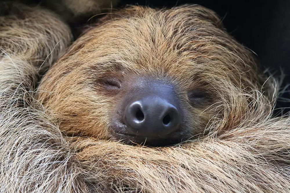 Sloth Conservation and Wildlife Experience