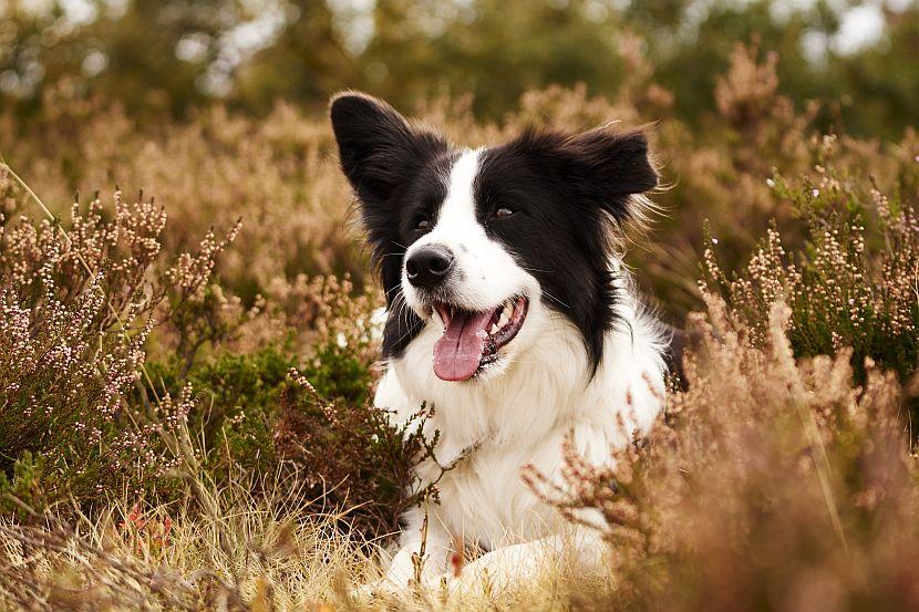 Border collie