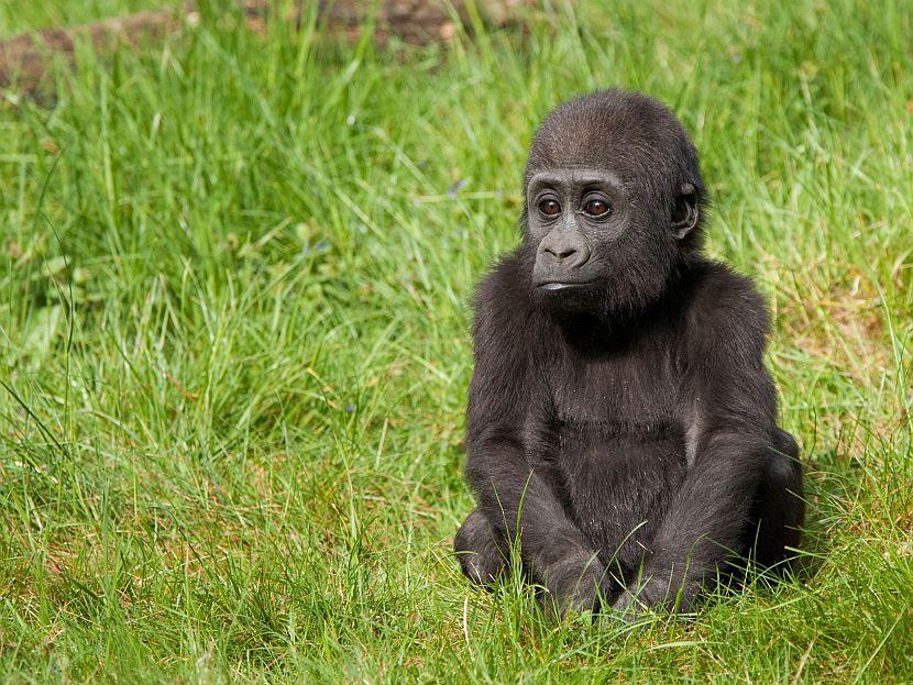 Western Lowland Gorilla