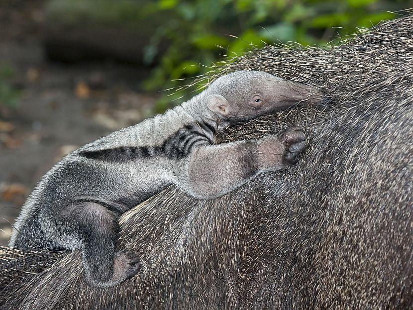 Baby Anteater