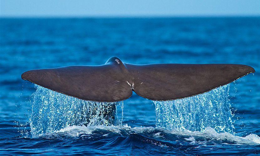 Whale