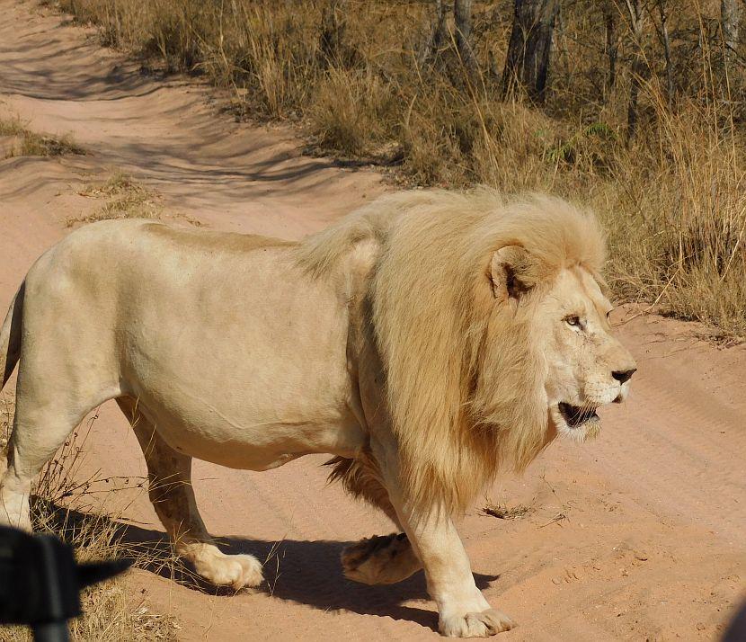 White Lion