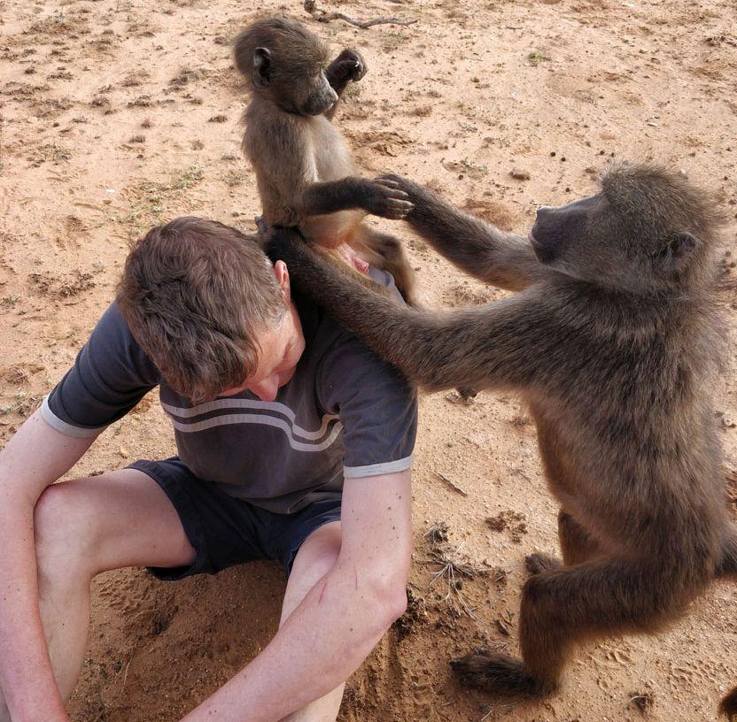 baboon walk at the Namibia Wildlife Sanctuary 