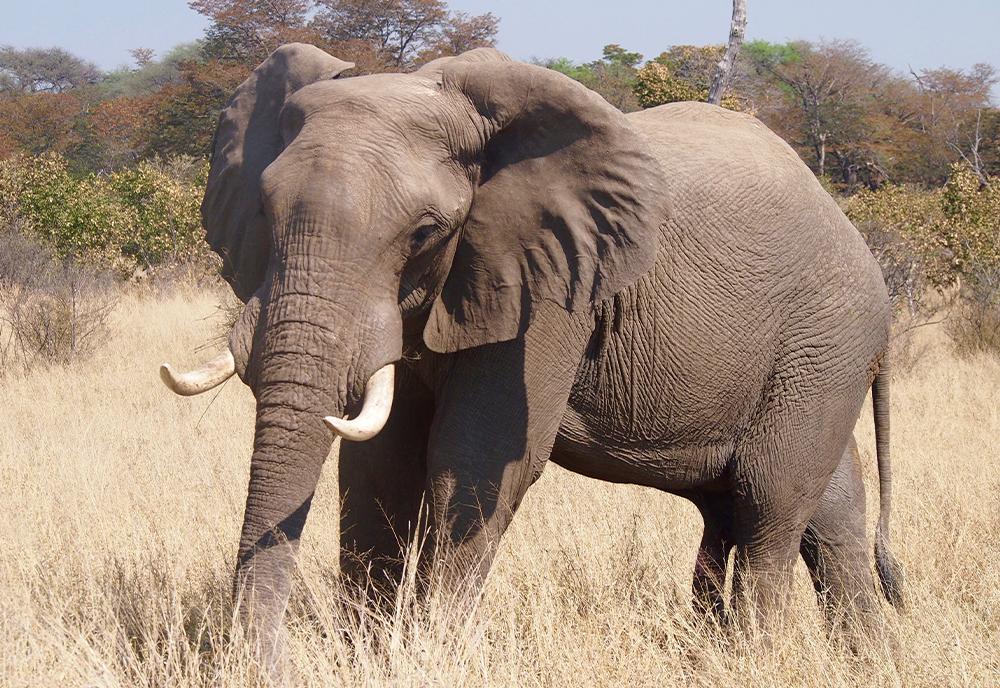 Elephant