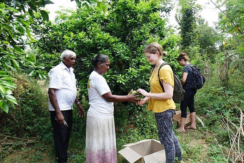 Volunteer Orange Harvesting on The Great Elephant Project