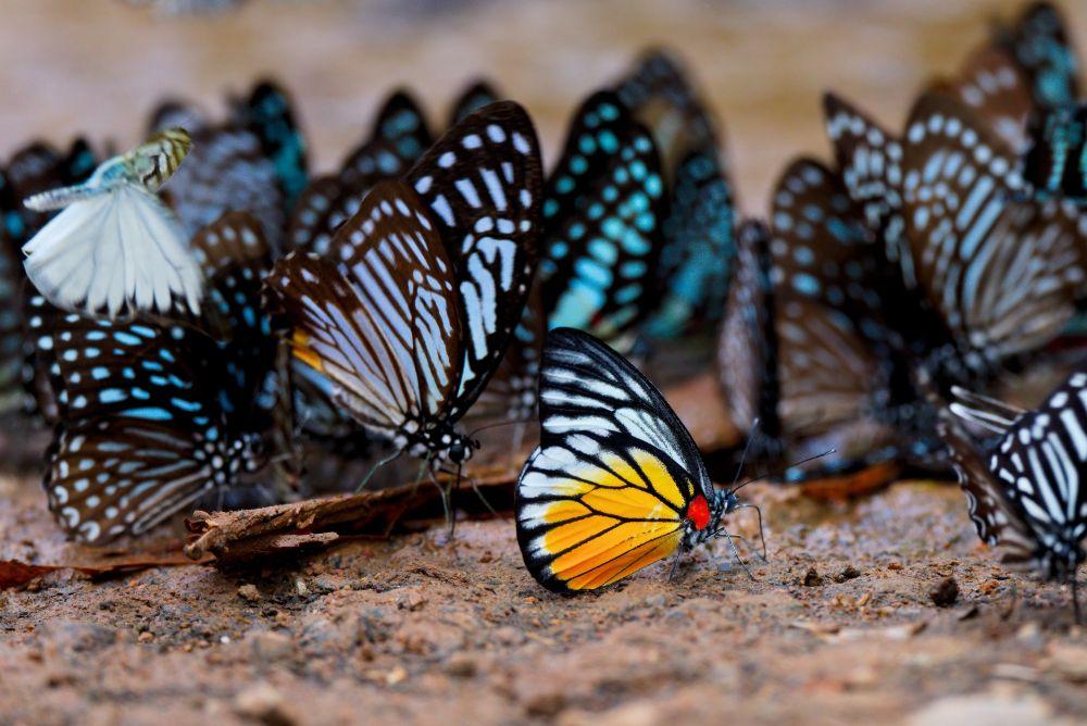 Unusual Collective Nouns for Animals
