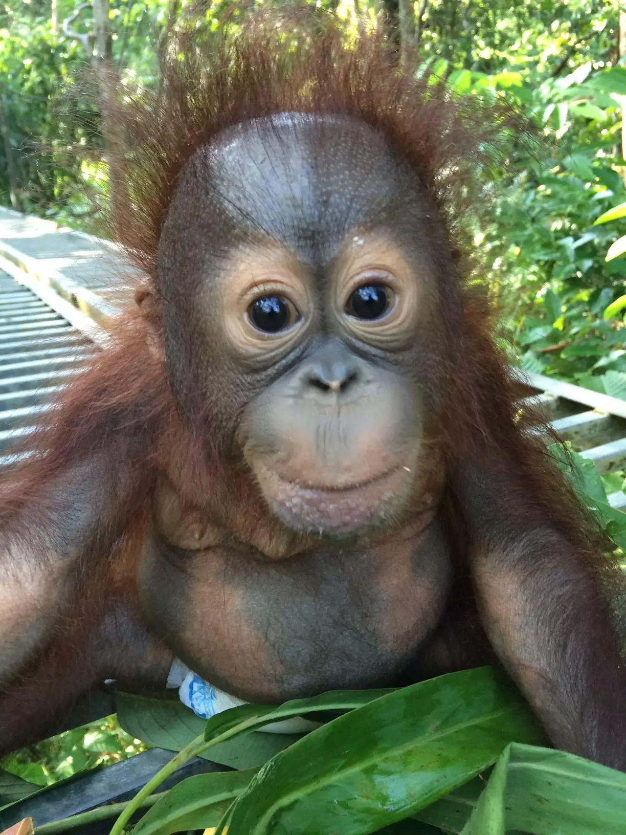 Young Orangutan Young Orangutan
