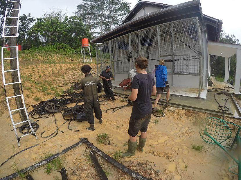 Baby Orangutan House Borneo