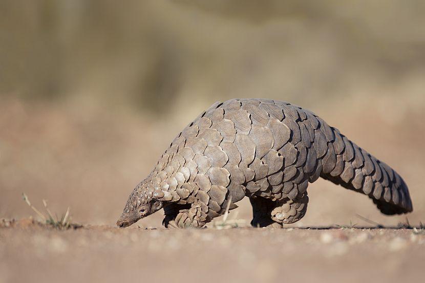 The Pangolin