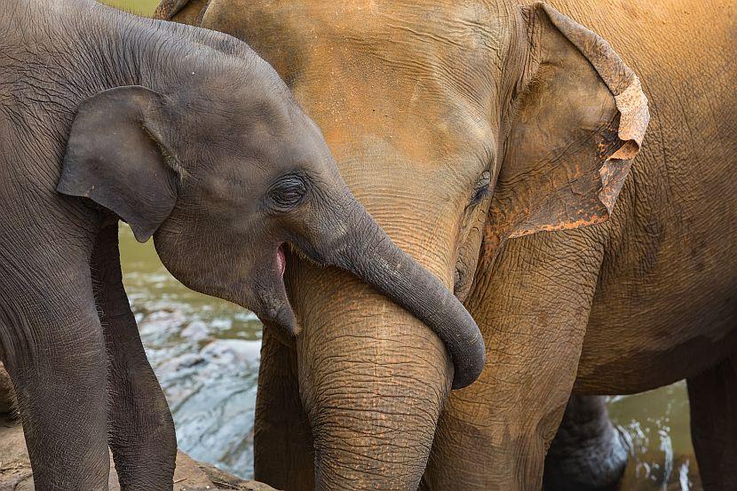 Baby elephant and mother