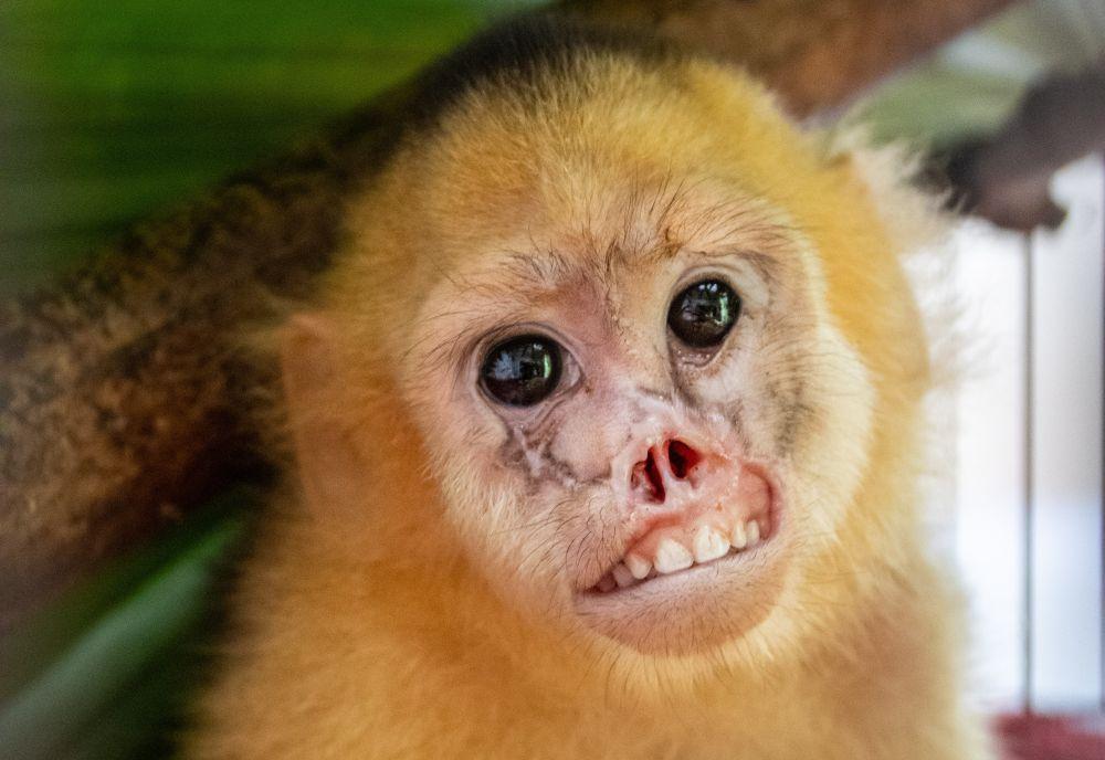 Voldy the Capuchin - Sloth Conservation & Wildlife Experience