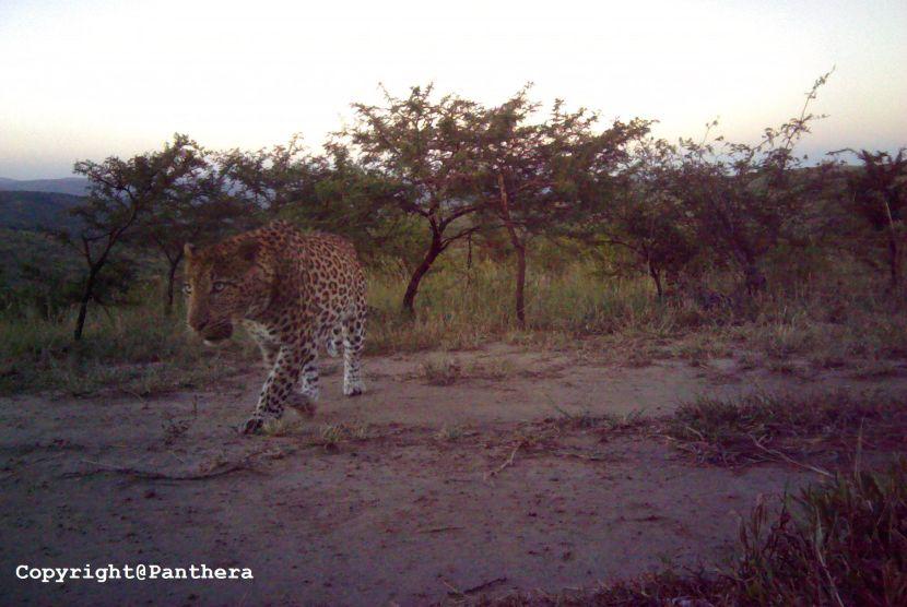 Leopards in South Africa 