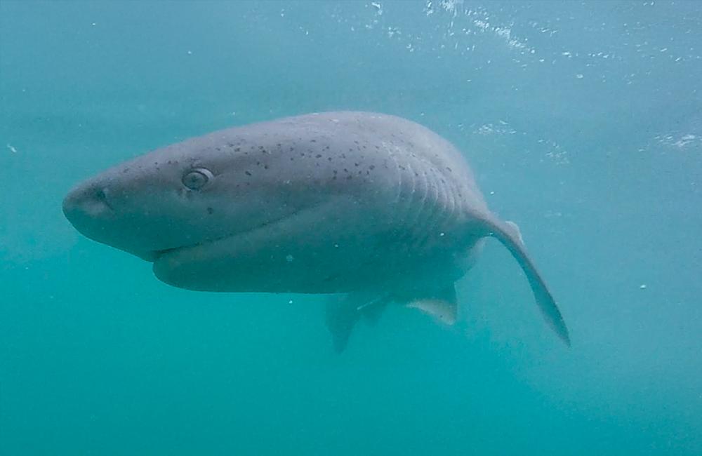 Seven-gill Cow Shark