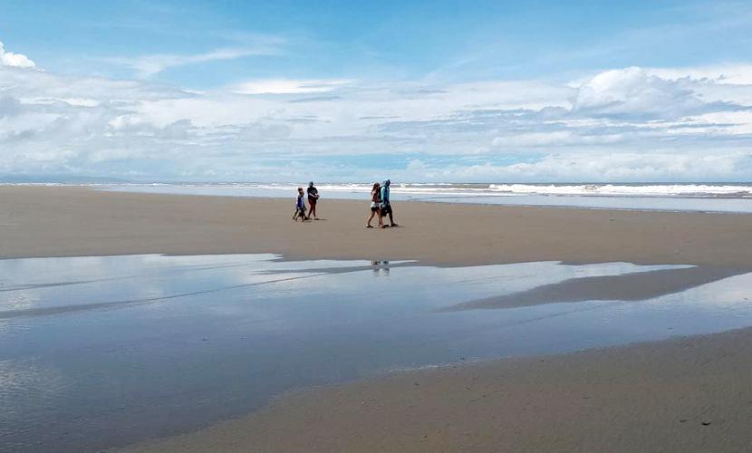 Turtle Return To Same Beach