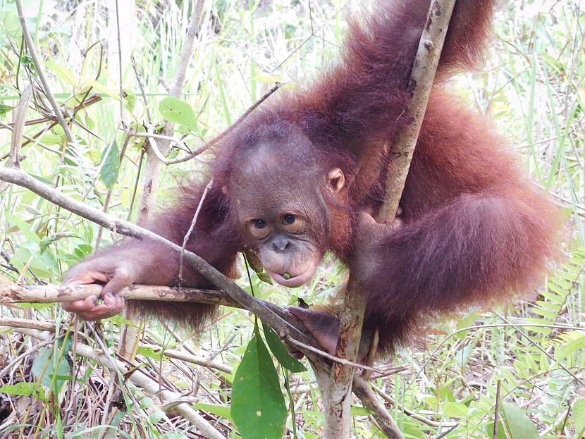 Borneo Orangutan